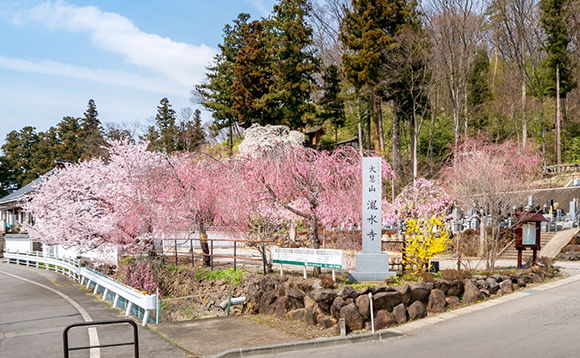 瀧水寺 さなださくら樹木葬霊園