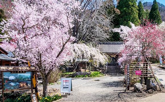 浄光寺 おぶせさくら樹木葬浄苑